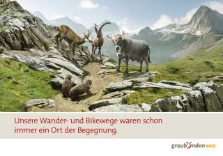 Steinbock, Gams, Kuh und Murmeltiere auf einem Bergweg. Motiv einer Kampagne in Graubünden.