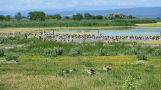 Enten im Seewinkel