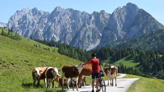 Kühe auf der Sommeraualm