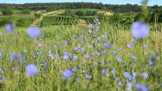 Radroute am Neusiedler See
