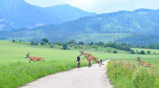 Hirsche springen vor eine Gruppe von Radfahrenden über einen schmalen Weg in einer grünen, hügeligen Landschaft.