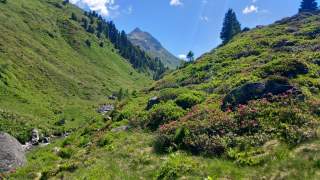 Im Sommer blühen die Almwiesen und verzaubern die Landschaft.