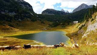 Eine Schafherde auf herbstlich gelben Wiesen an einem Bergsee.