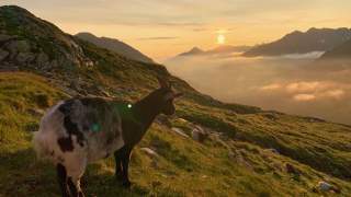 Eine Ziege steht auf einer Gebirgswiese und schaut in den Sonnenuntergang über dem vom Hochnebel verdeckten Tal.