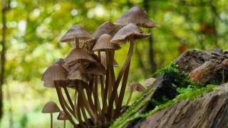 Pilze wachsen aus verrottendem Baumstamm