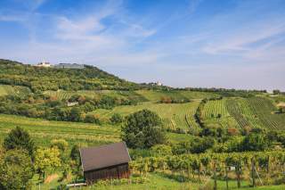 Blick über grüne Weinberge, im Vordergrund eine klein Holzhütte; im Hintergrund ein Hügel mit Kirche darauf.