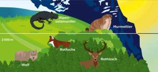 Illustration der Höhenlagen, in denen Tiere am Berg leben