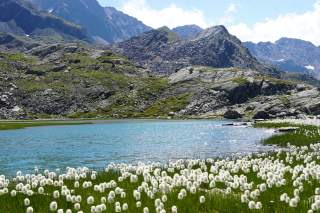 Wollgrasfelder vor Bergsee und Gipfeln im Hintergrund