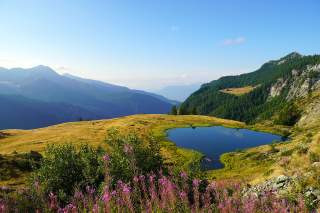 kleiner Bergsee umgeben von einer Wiese, Blumen im Vordergrund