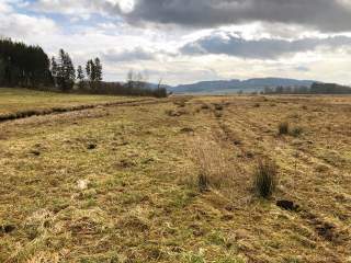Offenes, feuchtes Grasland mit vereinzelten Büscheln und einem bewaldeten Hang links, unter einem wolkigen Himmel. Im Hintergrund sind sanfte Hügel zu sehen.