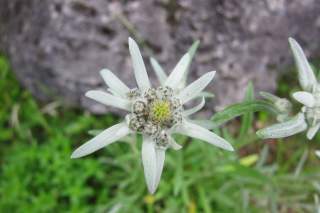 Ein Edelweiss steht vor einem Felsen.