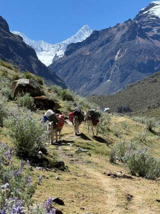 Drei Esel mit Gepäck auf einem Pfad in einer bergigen Landschaft mit Schnee bedeckten Gipfeln im Hintergrund.