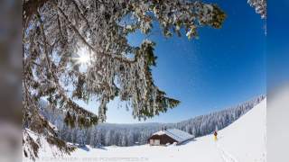 Mensch inmitten verschneiter Bäume.
