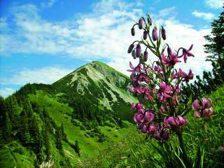 Pinke Orchideenart vor Berggipfel