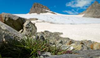 Schneefeld in Hochgebirge, im Vordergrund Steine und Pflanzen