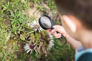 Ein Kind hält eine Lupe und betrachtet damit eine weiße Blume auf dem Boden in einer grünen, bewachsenen Umgebung.