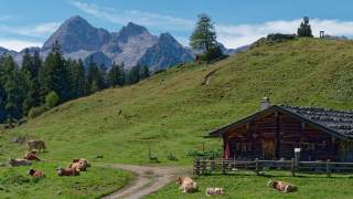 Kühe liegen auf einer Wiese vor einer alten Alm aus Holz. Im Hintergrund sieht man steinerne Gipfel.