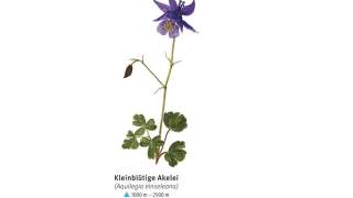 Illustration einer Kleinblütigen Akelei