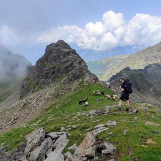 Ein Wanderer und eine Gruppe Schafe in den Alpen.