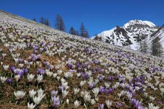 Krokusblüte bei Kasern.