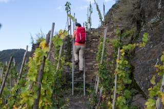 Steig durch den Weinberg am Calmont