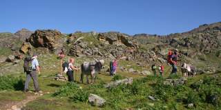 Wandernde am Berg mit Kühen