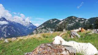 Eine Ziege hat ihren Kopf auf einem Baumstumpf abgelegt und genießt die Sonne mit geschlossenen Augen. Im Hintergrund Kühe und der Blick auf die Berge.