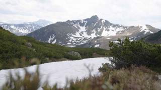 Latschenkiefern in Berglandschaft