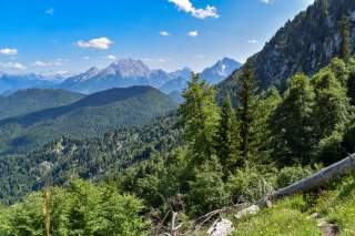 Blick über bewaldete Berghänge, im Vordergrund in toter, liegender Baum; im Hintergrund hohe Alpengipfel.