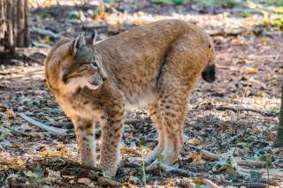 Luchs