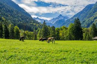 Kühe grasen auf einer grünen Wiese, im Hintergrund die schneebedeckte Trettachspitze.