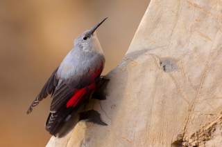Ein Mauerläufer (grauer Vogel mit roten Flügelfedern und langem, spitzen Schnabel) sitzt an einer Felswand.
