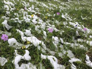 Mehlprimeln im sommerlichen Wintereinbruch