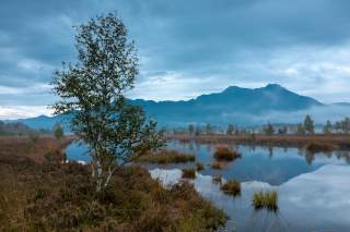 Moorlandschaft – links eine junge Birke, rechts ein Moorsee – mit Alpengipfeln im Hintergrund. Eine Morgenstimmung bei bewölktem Himmel.