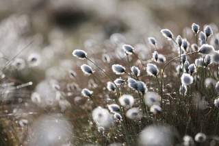 Eine Gegenlichtaufnahme von flauschig-weißen Wollgras-Blüten im Moor.