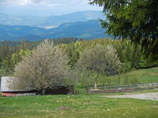 Ausblick in hügeliges Tal mit blühenden Bäumen