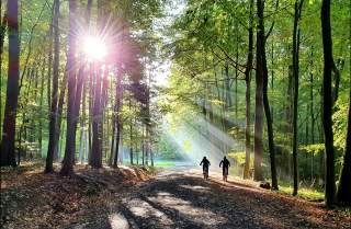Mountainbiker im Wald
