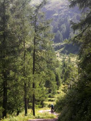 Mountainbiker fährt durch Lärchenwald.