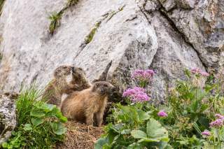 Drei Murmeltiere vor Felsen