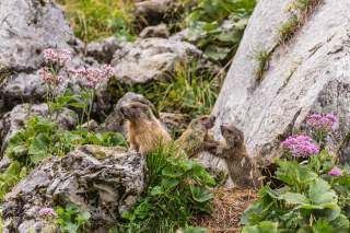 Murmeltierfamilie zwischen Wiese und Felsen