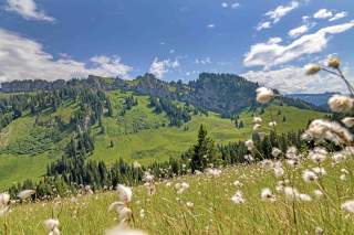 Blick über eine Wiese mit blühendem Wollgras. Im Hintergrund die Nagelfluhkette im Allgäu.