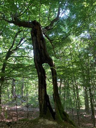 Alter Baum in Gestalt eines Riesen mit zwei Beinen und zwei Armen.