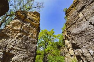 Das Foto zeigt die Felsenkluft der Hessigheimer Felsengärten. Rechts im Bild befindet sich eine durchgehende Wand, links im Bild ein Felsenturm. In der Kluft und um die Felsen herum wachsen hohe Laubbäume. Das kalkige Gestein schimmert mit seinem typischen schichtartigen Profil gelb gräulich zwischen den grünen Laubbäumen.