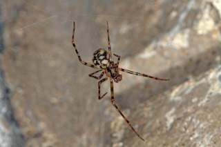 Eine Gefleckte Höhelspinne von oben, ihre Körperzeichnung und ihre gestreiften Beine sind sehr gut zu erkennen.