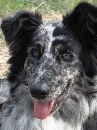 Aufnahme eines Altdeutschen Hütehunds