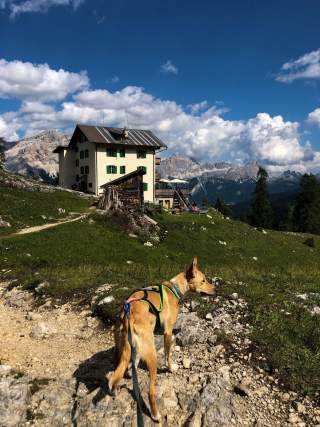 Mehrtagestour mit Hund Hund auf Weg zu Hütte