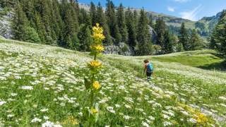 Frau wandert über Blumenwiese