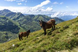 Zwei halbwilde Pferde in grüner Berglandschaft
