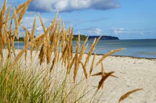 Goldgelbe Gräser im Vordergrund, danach heller Sandstrand und das Meer.