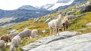 Schafe trifft man öfter, wie hier am G5 – ihre Produkte auch, gerne auf den Hütten. Foto: Iris Kürschner